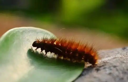 梦见红色的毛毛虫