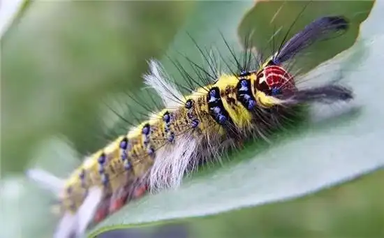 毛毛虫 在有被啃咬痕迹的植物叶子上,常常会有五彩斑斓的毛毛虫.