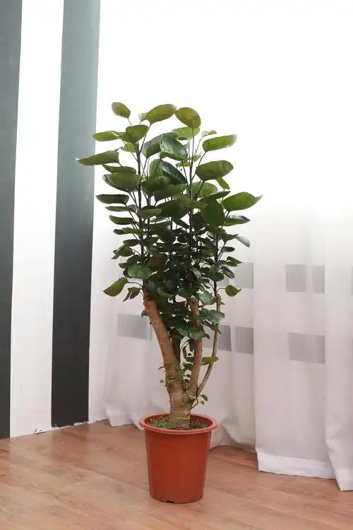 福禄桐钱多多小型金钱兜树盆栽速递绿植