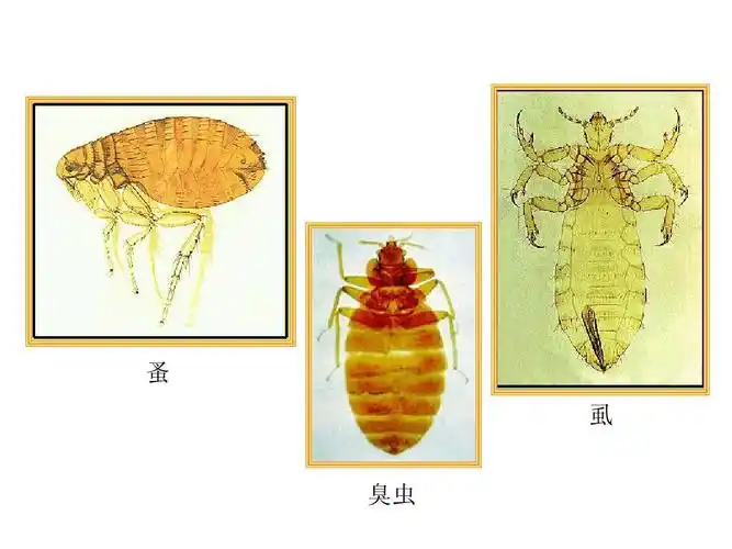 城市昆虫学5-1ppt_word文档在线阅读与下载_无忧文档