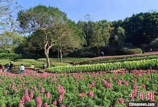 广西南宁春花竞放 市民踏青赏花忙