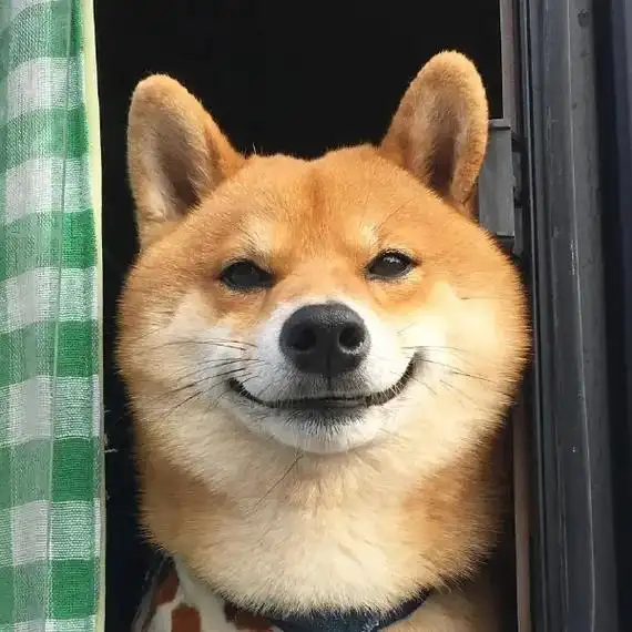 傻狗头像系列分享第二期#动物头像 #沙雕头像 #狗头微笑 # - 抖音