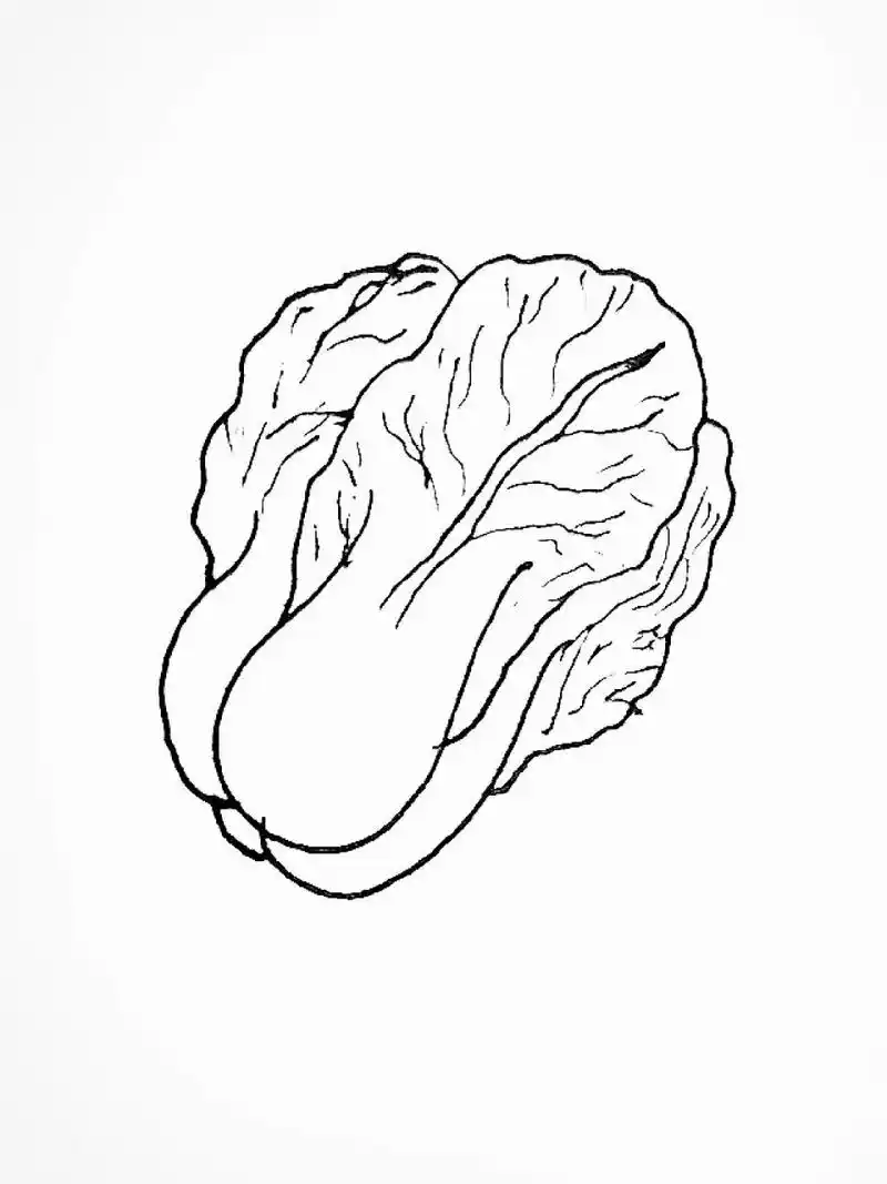 一起学画大白菜🥬