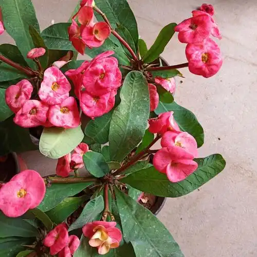 大叶野海棠(大叶野海棠的养殖方法)