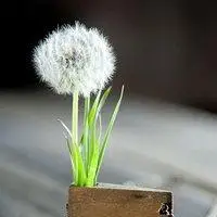 蒲公英头像图片大全点击鼠标右键下载