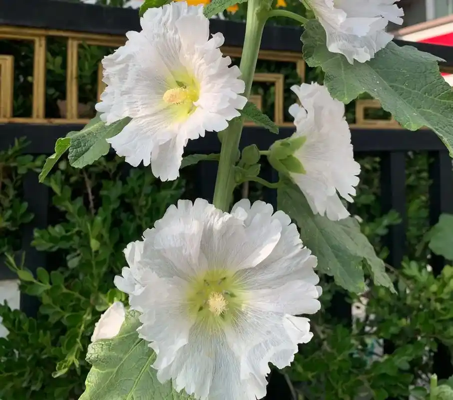 壁纸 花 桌面 1918_1692