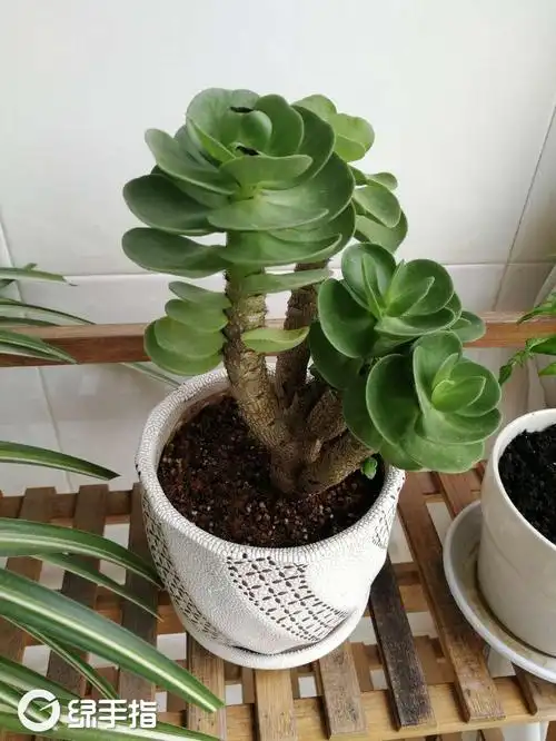 金钱木 growing - green fingers - gfinger is th