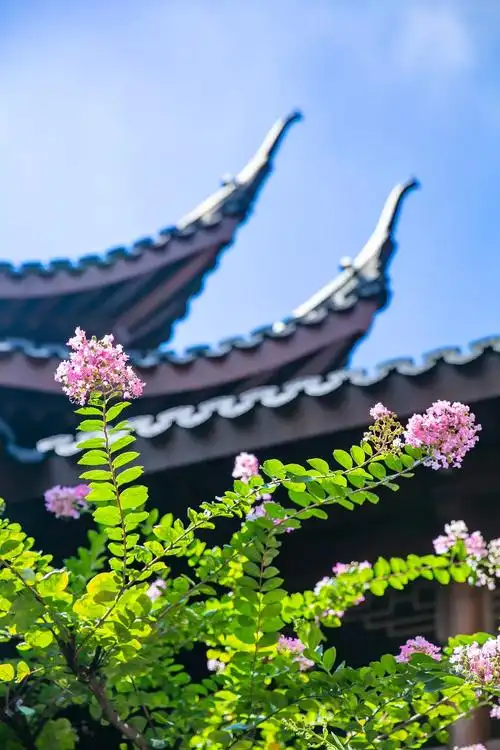 100个最美细节丨no86紫薇