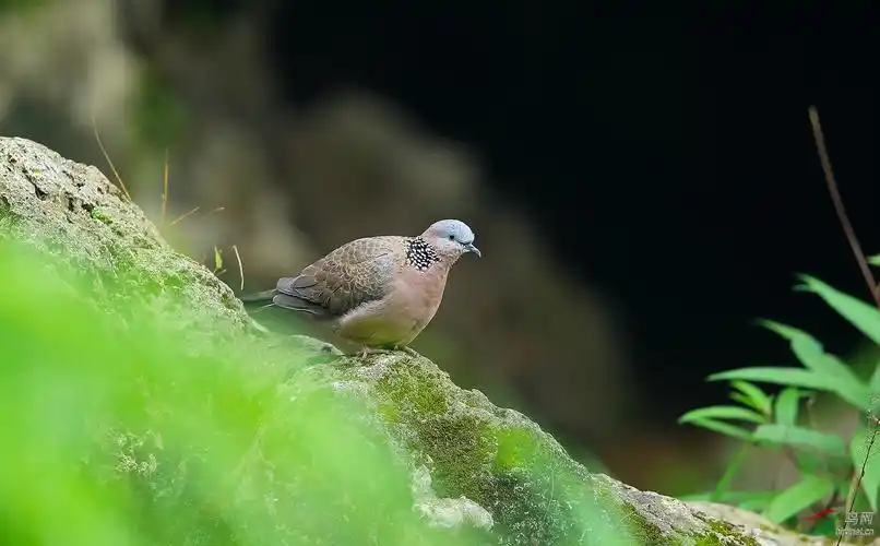 山涧的珠颈斑鸠