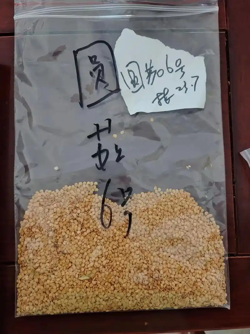 澄迈工厂化集约化育苗.大量播种茄子种 #种子种苗  #育苗技 - 抖音