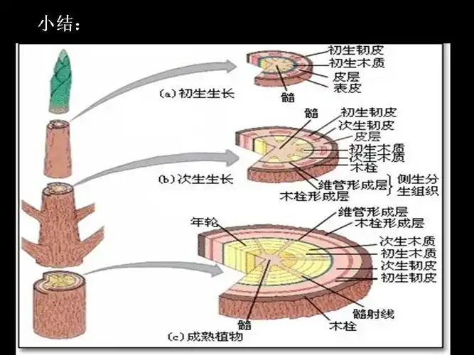 本木植物的茎有哪几部分组成