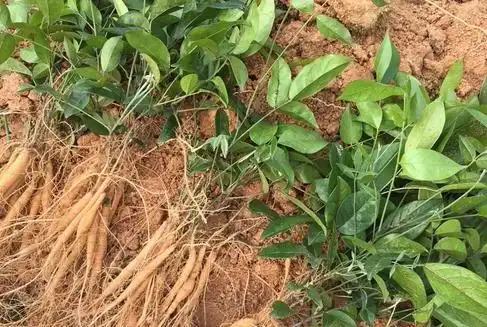 学一味中草药:牛大力 5