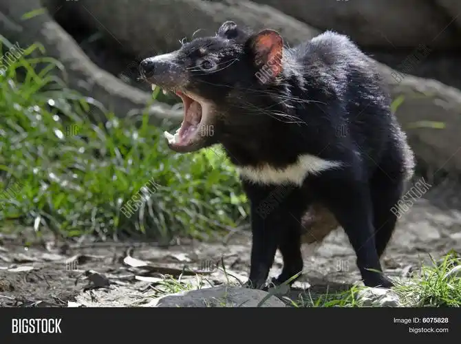 图片 创建 lightbox 公开该 lightbox 保存取消   保存 a tasmanian