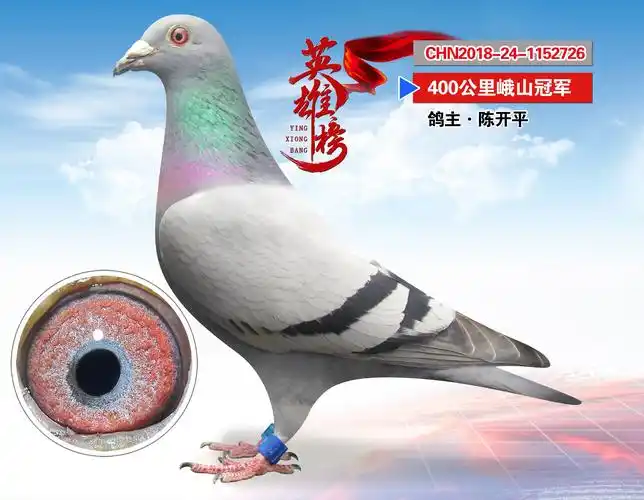 2019七彩云南全民健身运动会信鸽竞翔通讯赛(第三十五届)冠军榜