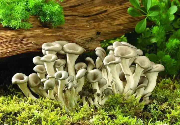 野生蘑菇的确味美异常,但却有毒蘑菇和无毒蘑菇之分,某些毒蘑菇的外观