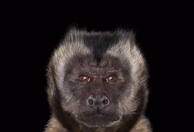 摄影师冒死近距离拍摄凶猛动物,每张照片都直击心灵!