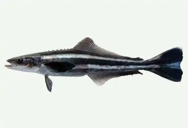 p>军曹鱼(学名: i>rachycentron canadum /i>)是军曹鱼科,军曹鱼属