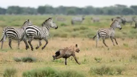 鬣狗捕食技能到底有多强,斑马让瞬间制服,镜头拍下全过程