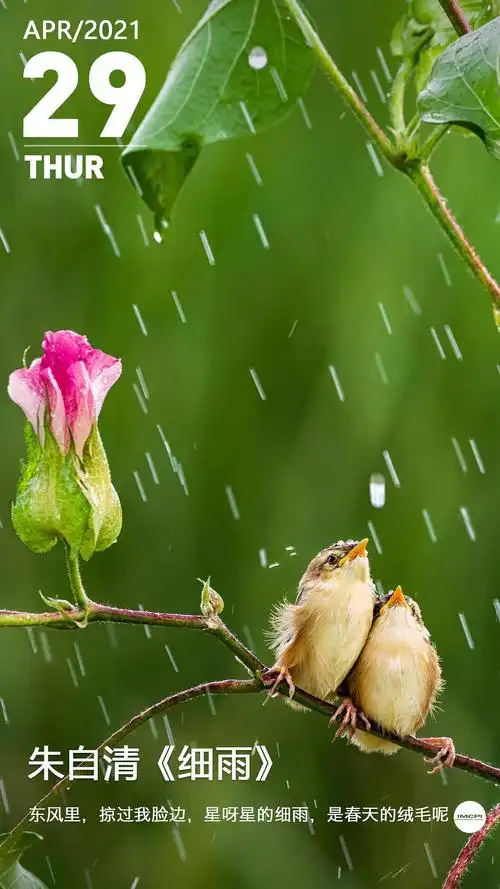 imcpi视界朱自清细雨