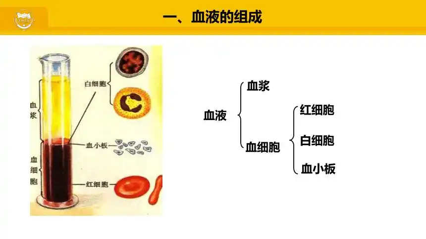 人教版七年级生物下册441流动的组织血液课件19张ppt