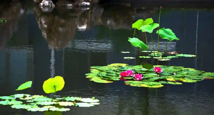 俺楼下的小池塘睡莲一组