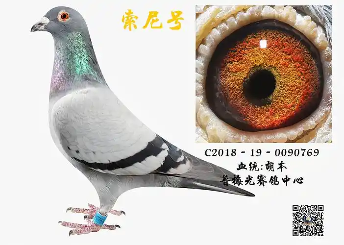 相册胡本索尼号