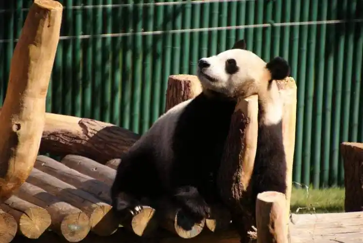 沈阳森林动物园·含熊猫馆 电子票