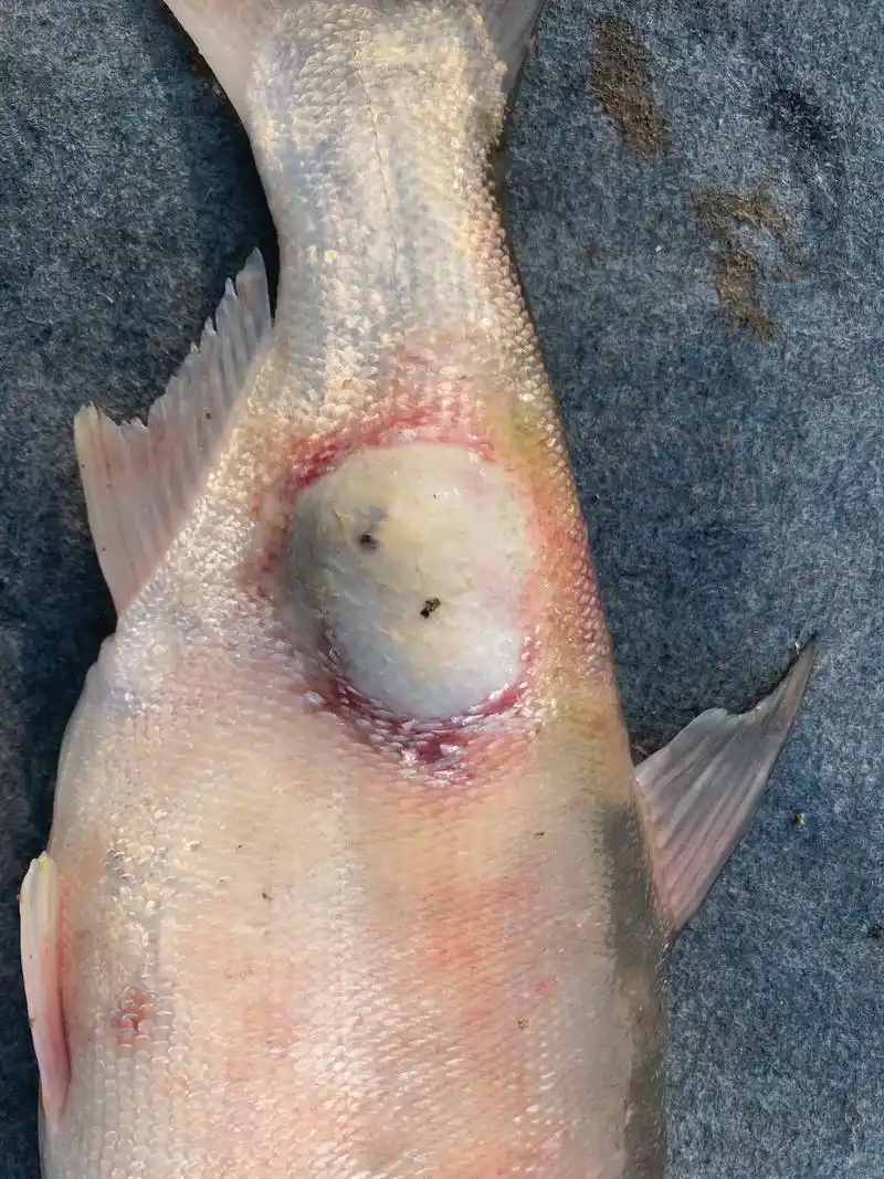 疥疮病是革兰氏阴性菌感染引起的常见病,好会在身体的不 - 抖音