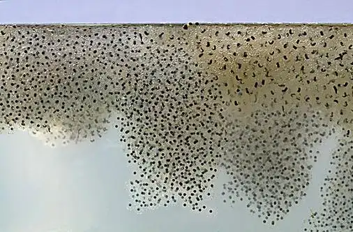 动物蛋卵图片_动物蛋卵图片大全_动物蛋卵图片素材