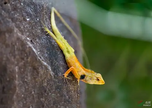 树蜥蜴