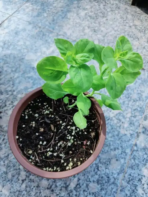 播种的矮牵牛苗苗