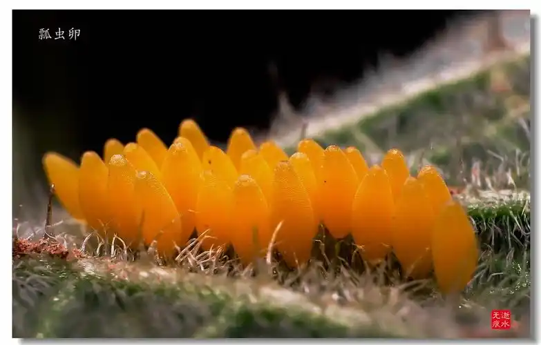 瓢虫卵幼虫椿象卵椿象