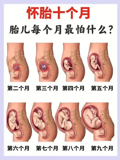 注意的71都帮大家整理出来了73详细94见图哦～#胎儿发育过程