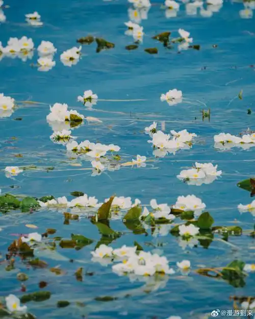 水性杨花开了75157515每年5月—10月大理洱海生态廊道的水面