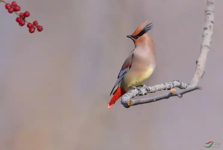 小太平鸟鸿运当头贺获首页精华