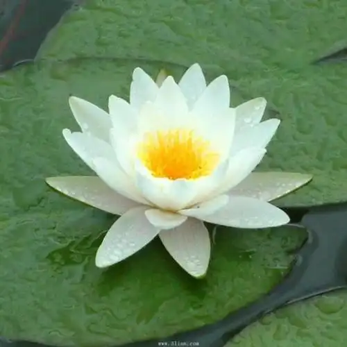 【神秘的evp现象】在线收听_莲花浮屠_荔枝fm