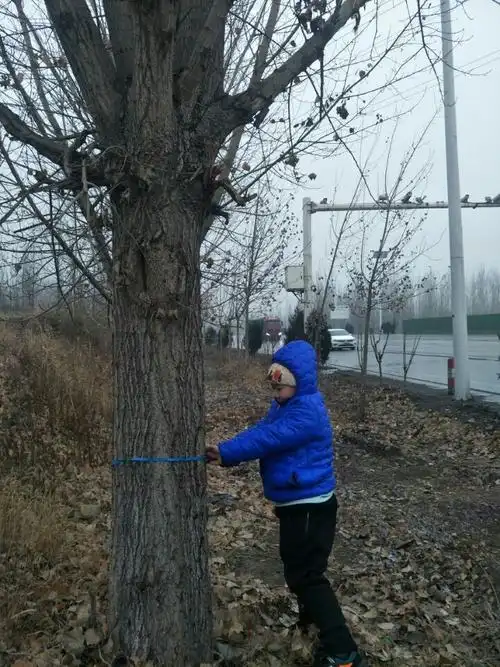 这棵大树的周长是136cm.