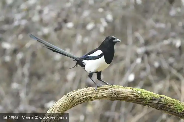 欧洲喜鹊(pica pica)