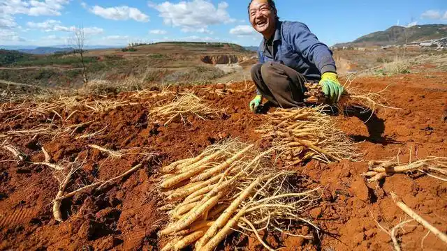 党参种植首要条件是选择土地