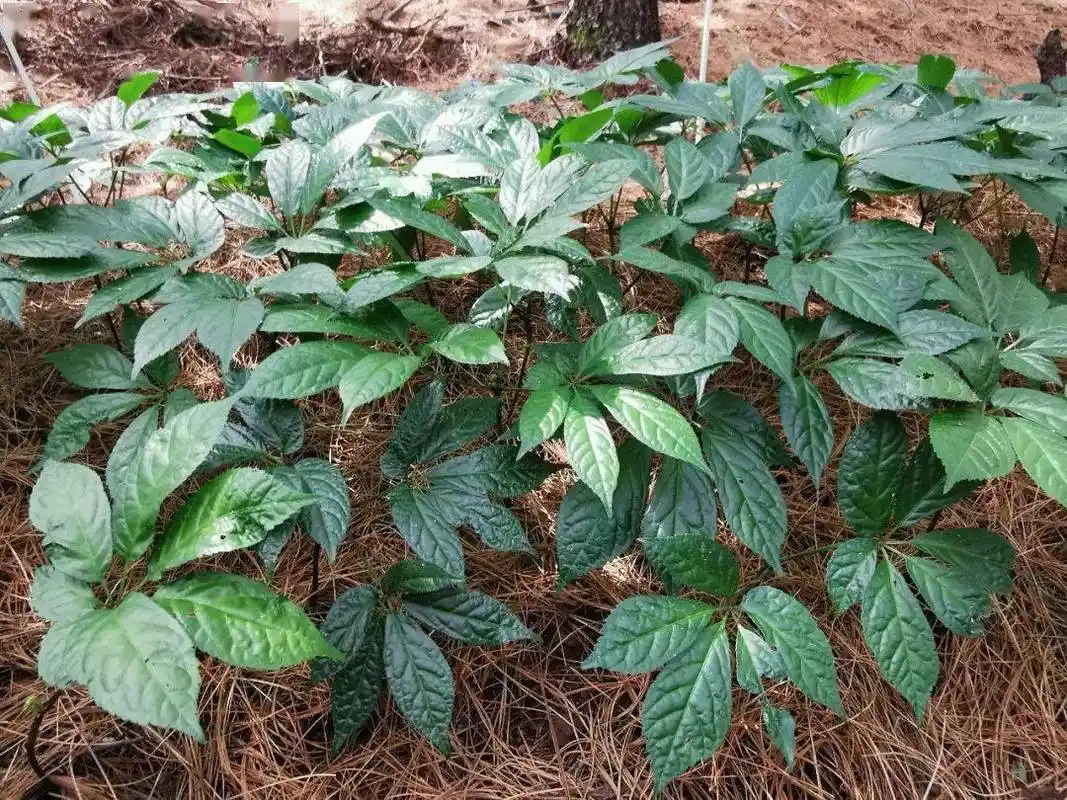 三七和田七(三七和田七图片)