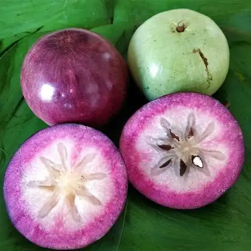 金星果(金星果的功效与作用)