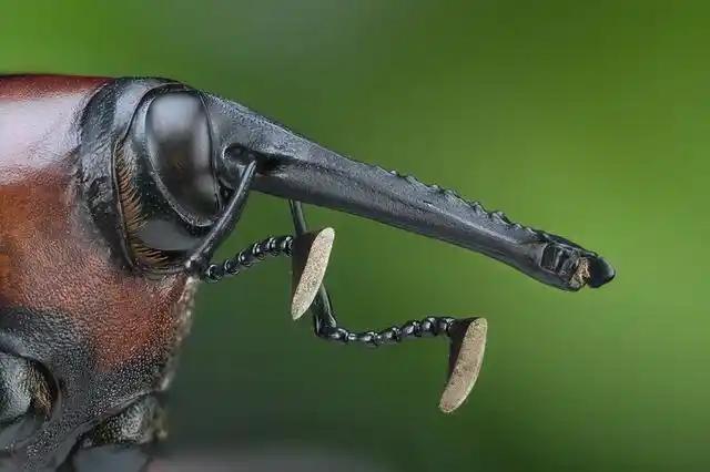 微距观红棕象甲:模样可爱宛若拳击手