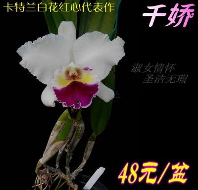 兰花 洋兰 千娇 热带兰芳香卡特兰白花红心.无花