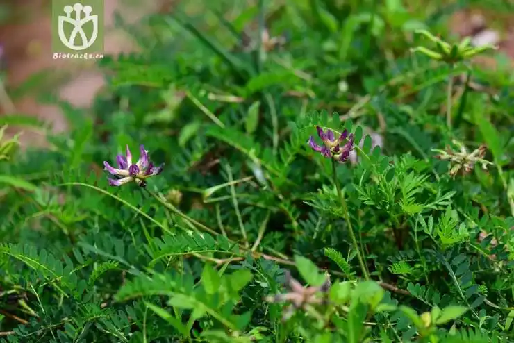 地八角(astragalus bhotanensis) (0).