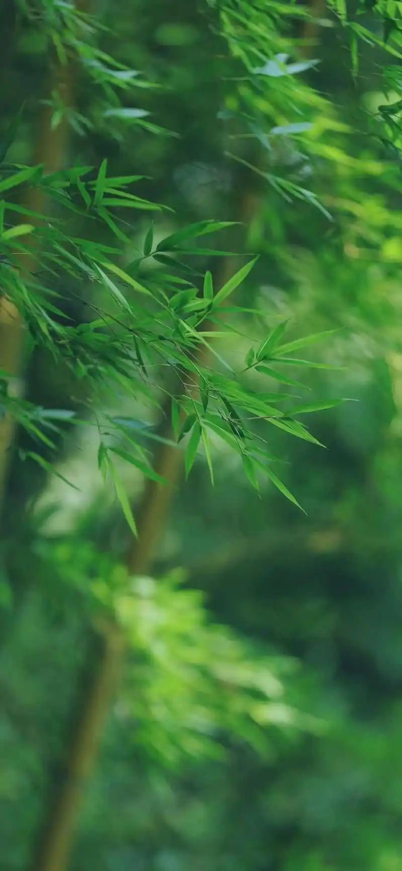 亲近自然沉浸在护眼的绿色里 绿色护眼手机壁纸>