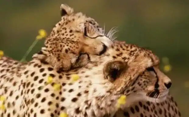 【编辑推荐】爱你超越种族——狗妈妈未孕产乳喂养小猫