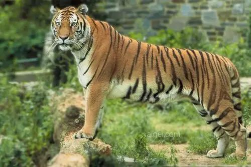 孟加拉虎, 老虎, 站立, 野生动物, 大猫(bengal tiger, tiger