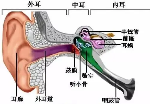 一,了解耳朵     耳朵是每个人体的重要器官,因此每个人都有必要了解