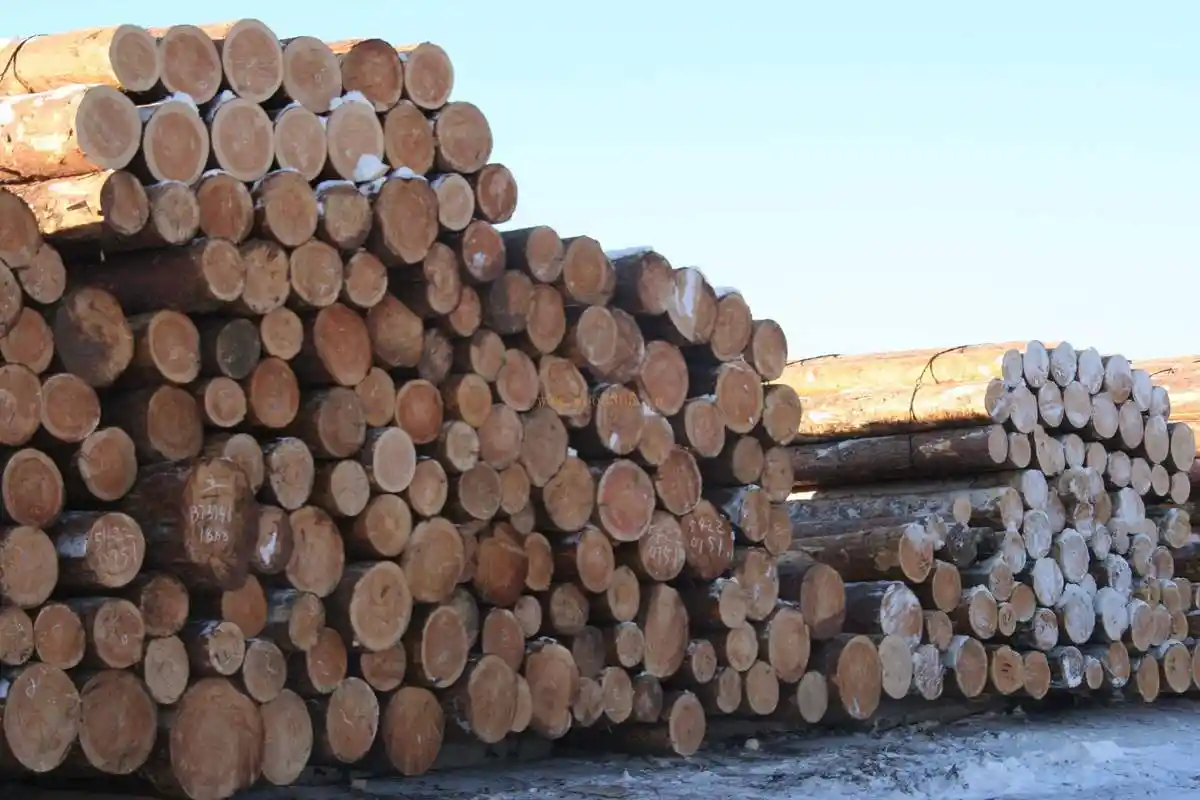满洲里口岸进口木材以樟松原木和板材为主 大直径原木受欢迎