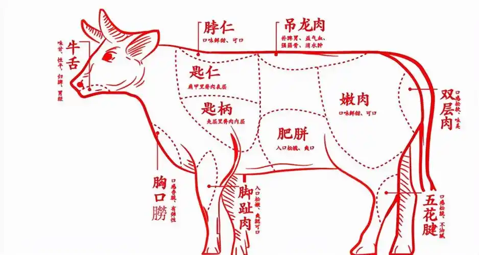 牛腱子图片大全(图文讲解牛腱子所指的部位)